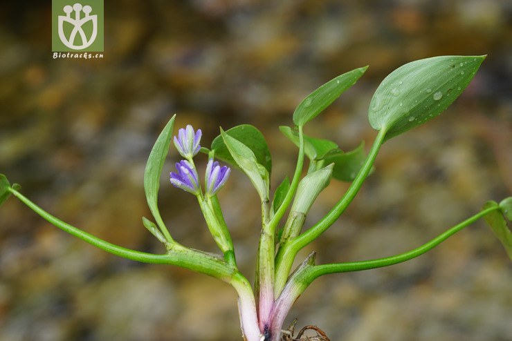 鸭舌草(monochoria vaginalis) (9).jpg