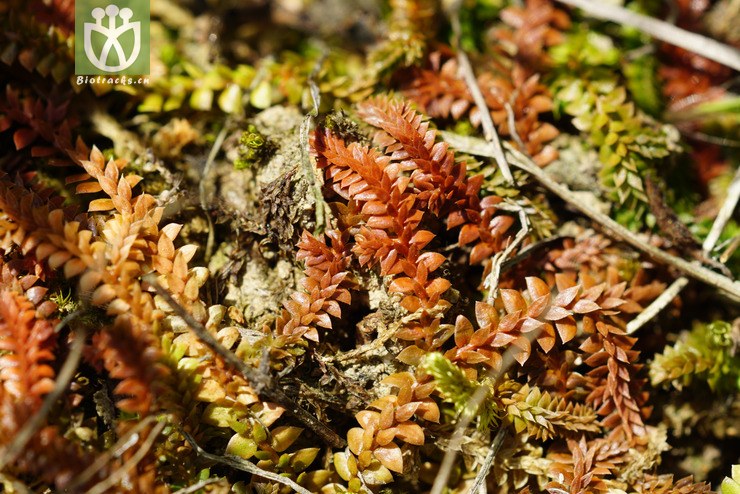 伏地卷柏(selaginella nipponica) (6).