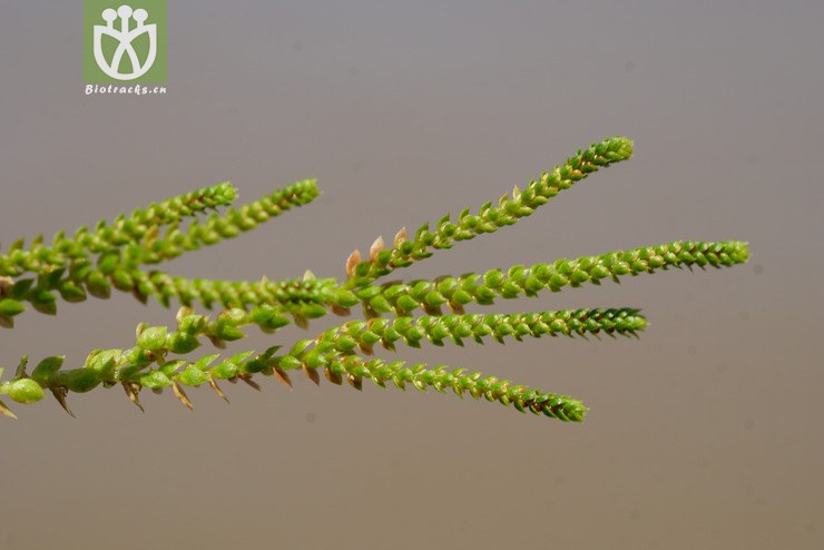 伏地卷柏(selaginella nipponica) (8)