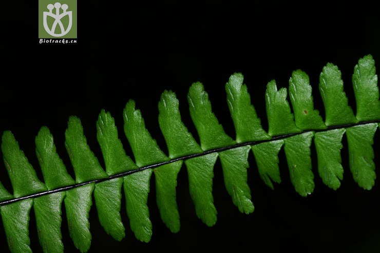 标本0777 倒挂铁角蕨(asplenium normale) (2).