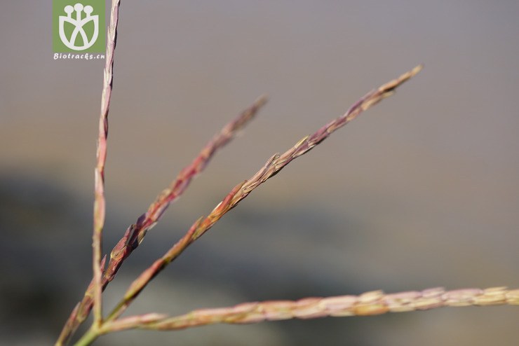 束尾草(phacelurus latifolius) (19).