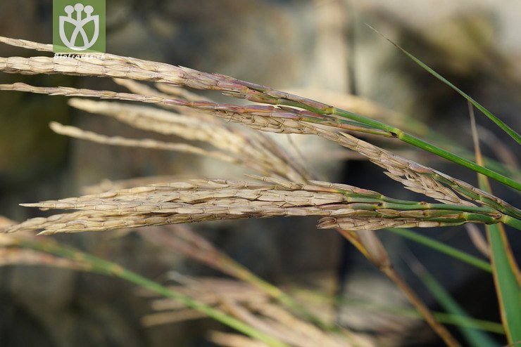 束尾草(phacelurus latifolius) (8).jpg 相邻时间拍摄的照片      张