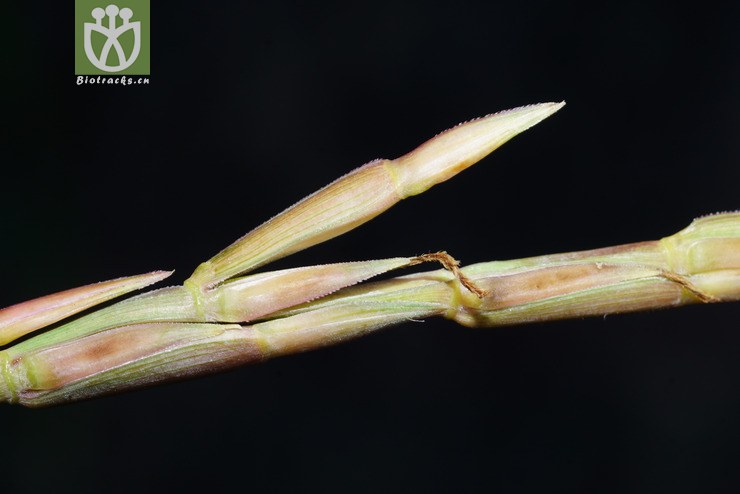 束尾草(phacelurus latifolius) (25).