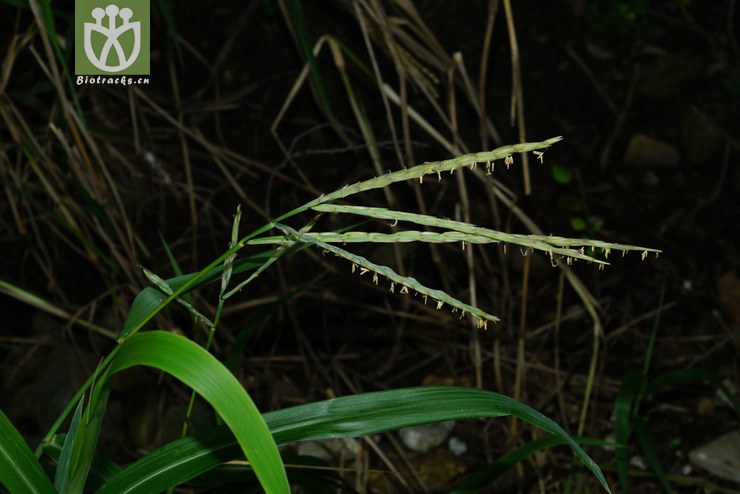 100% 束尾草(phacelurus latifolius) (11).