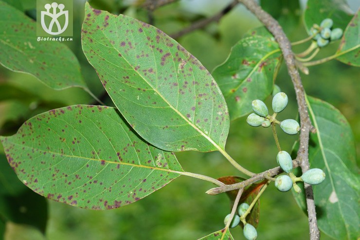 标本0794 文山蓝果树(nyssa wenshanensis) (3).