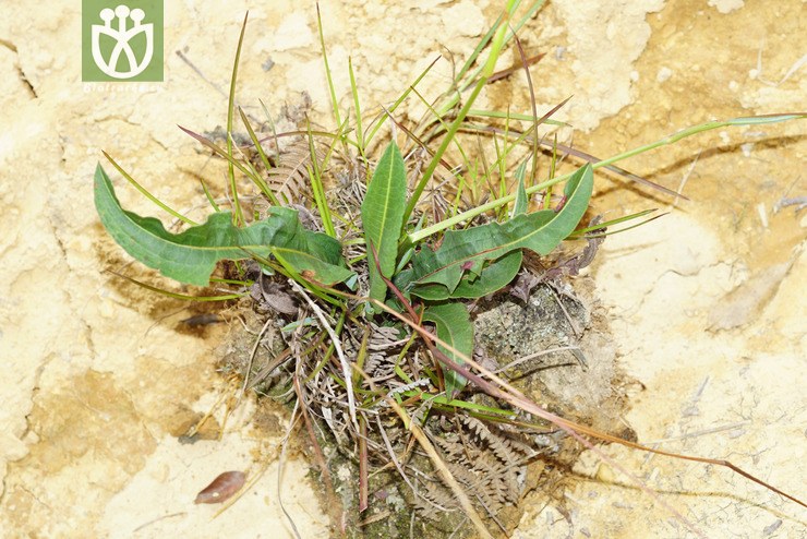草血竭(polygonum paleaceum) (3).jpg 相邻时间拍摄的照片      张