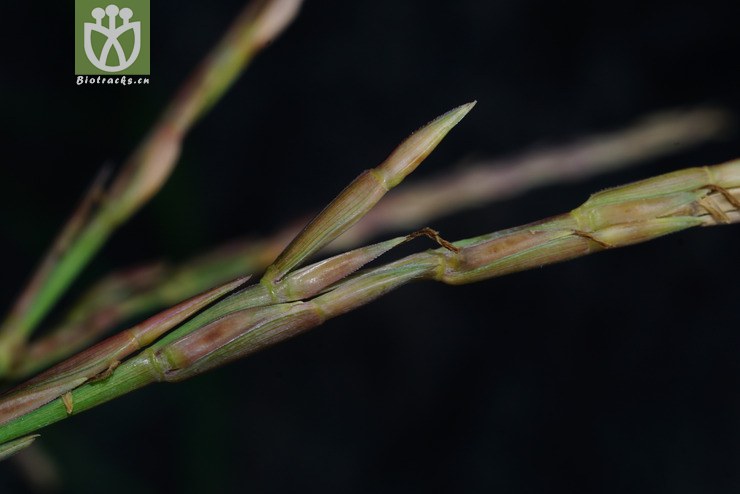 束尾草(phacelurus latifolius) (23).