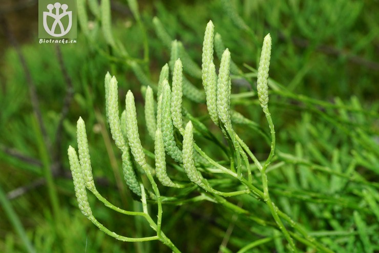 扁枝石松(diphasiastrum complanatum) (4).