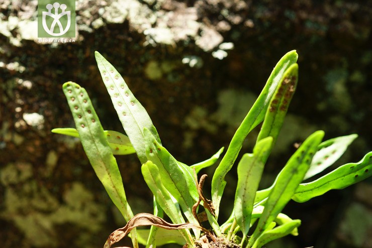 阔叶瓦韦(lepisorus tosaensis(4.jpg