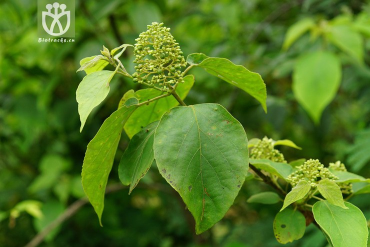 石山豆腐柴(premna crassa) (2).jpg