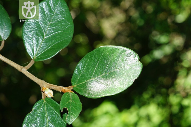薜荔(ficus pumila) (1).jpg 相邻时间拍摄的照片      张