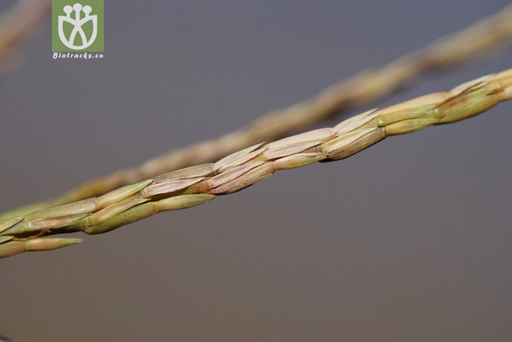 束尾草(phacelurus latifolius) (16).