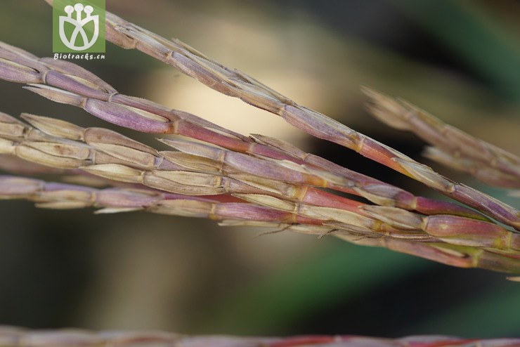 束尾草(phacelurus latifolius) (3).jpg 相邻时间拍摄的照片      张