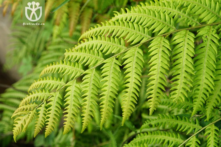 100% 顶芽狗脊(woodwardia unigemmata) (1).