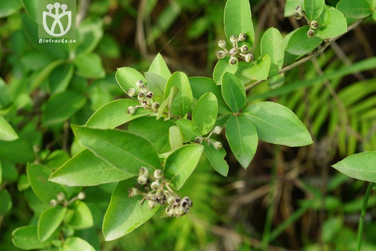 标本0820 牛筋条(dichotomanthus tristaniaecarpa).