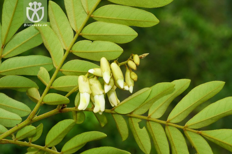 西南槐(sophora prazeri var. mairei) (16).
