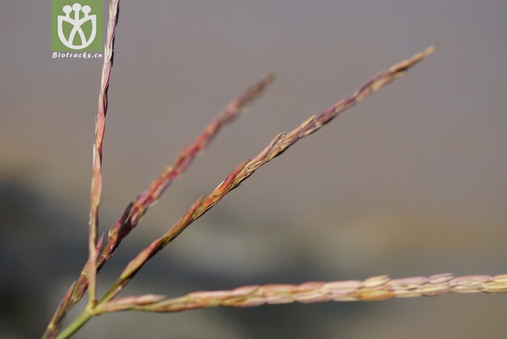 束尾草(phacelurus latifolius) (18).