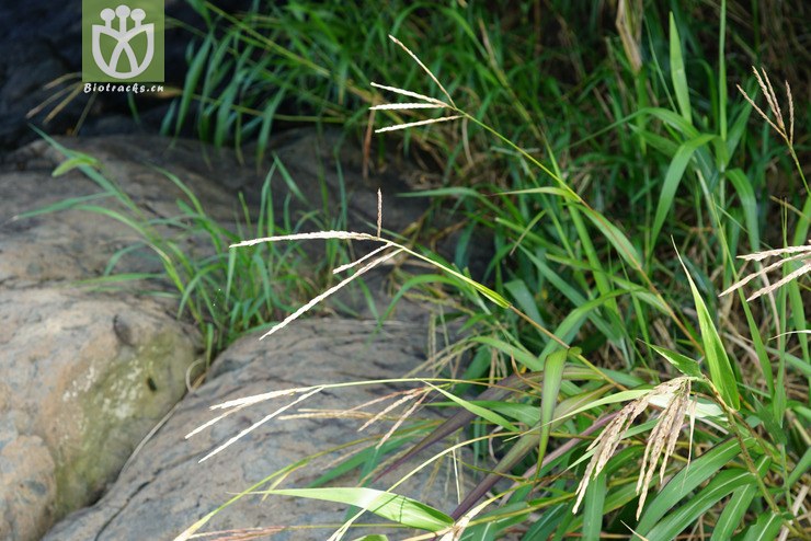 束尾草(phacelurus latifolius) (1).jpg 相邻时间拍摄的照片      张