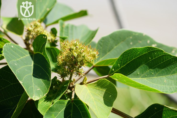 野梧桐(mallotus japonicus) (7).jpg 相邻时间拍摄的照片    31张