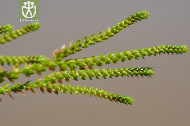 伏地卷柏(selaginella nipponica) (9)