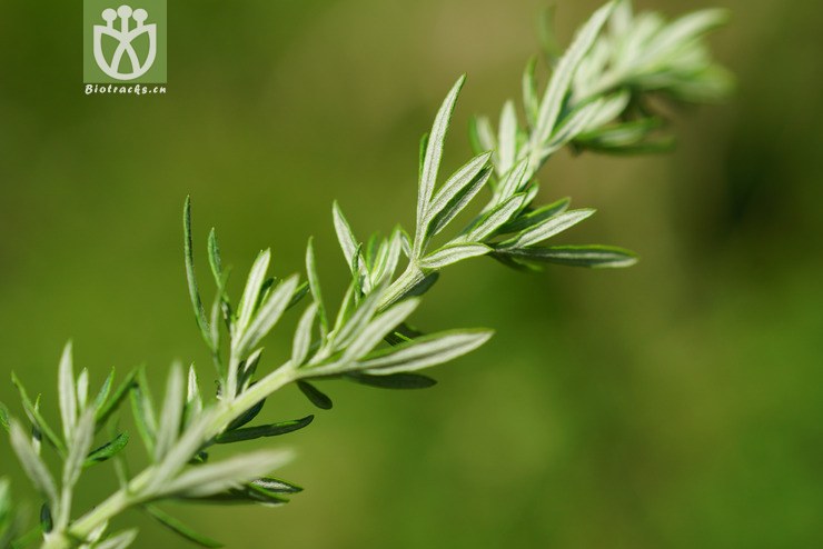 100% 矮蒿(artemisia lancea) (4).jpg 相邻时间拍摄的照片 共 13张