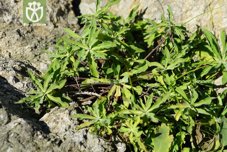 假还阳参(crepidiastrum lanceolatum) (2).