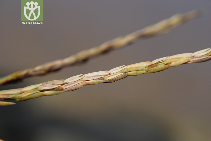 束尾草(phacelurus latifolius) (15).