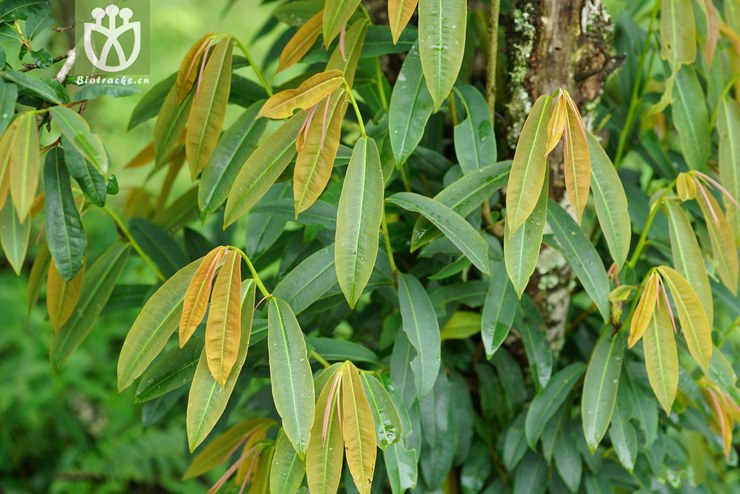 0保存于:滇南蒋蕾拍摄于 2016-05-31 12:01