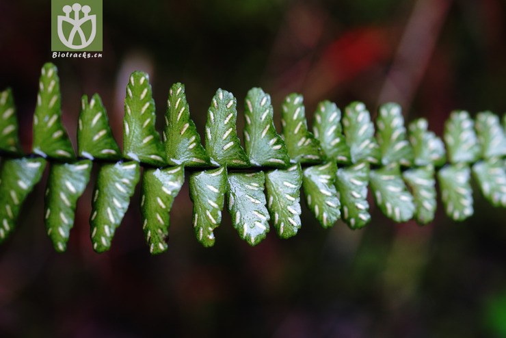 100% 倒挂铁角蕨(asplenium normale) (6).