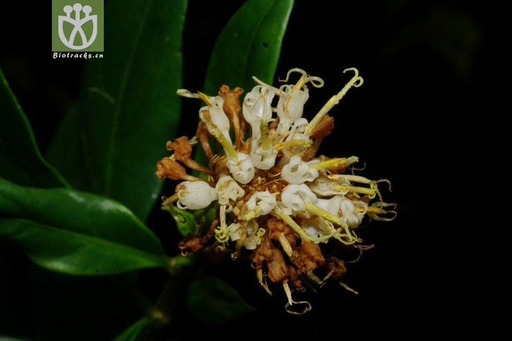 标本jl00221 广西斑鸠菊(vernonia chingiana) (12)