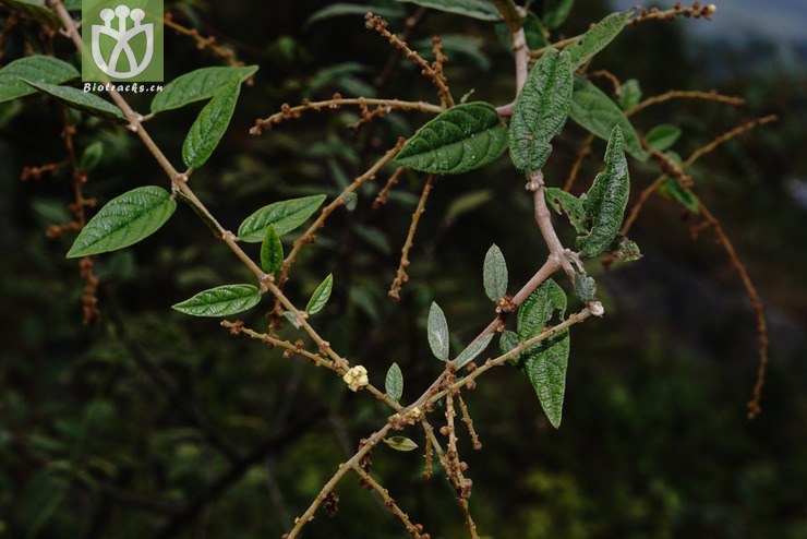 皱叶雀梅藤(sageretia rugosa(7.jpg