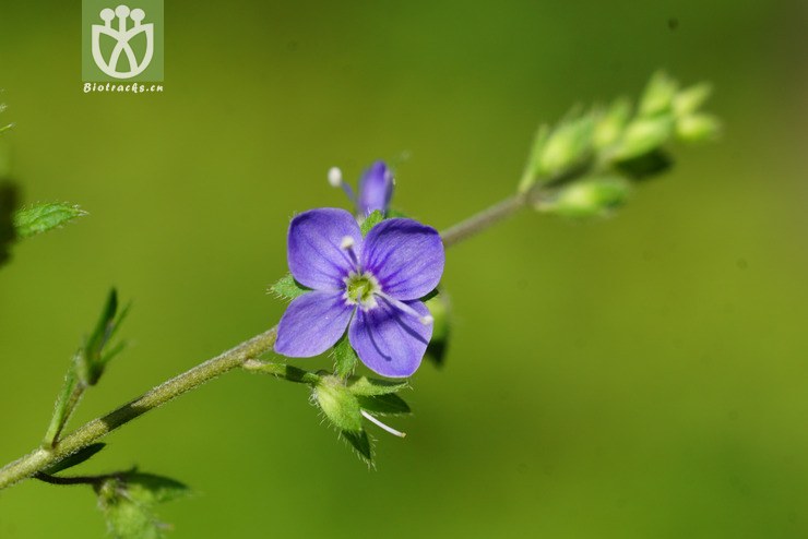 疏花婆婆纳(veronica laxa) (6).jpg