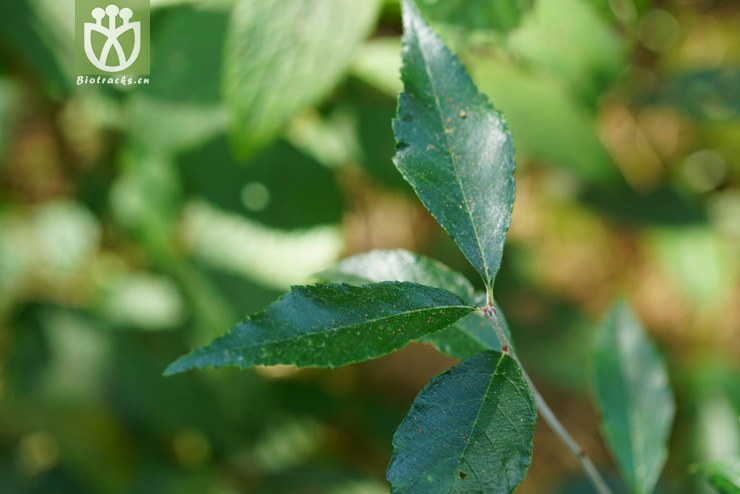 石灰花楸(sorbus folgneri) (1).jpg 相邻时间拍摄的照片     张