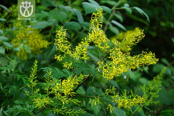 图片信息-kingdonia-植物云数据