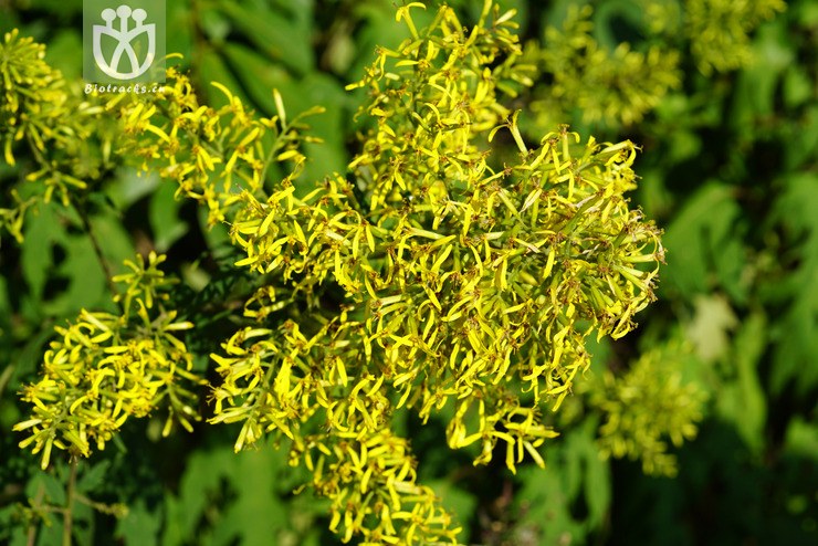 图片信息-kingdonia-植物云数据