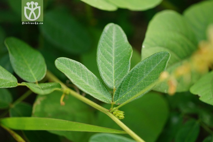 绒毛胡枝子(lespedeza tomentosa) (6).