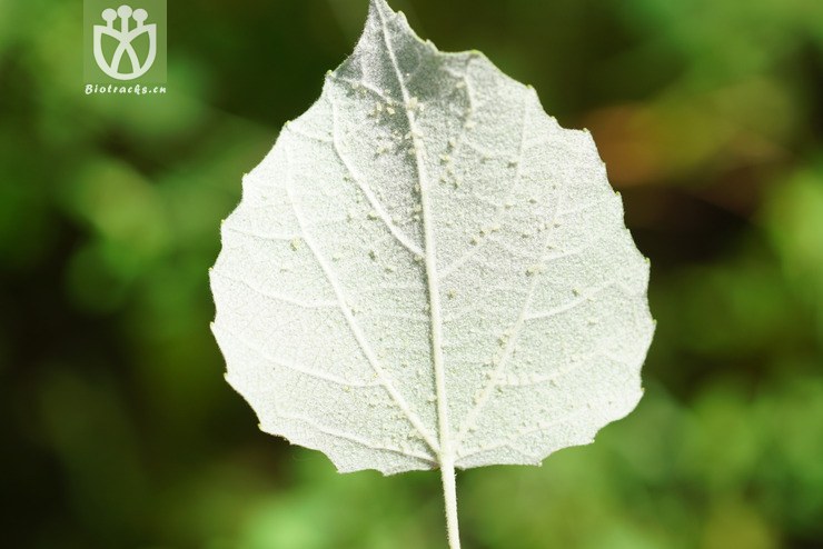 毛白杨(populus tomentosa) (1).jpg 相邻时间拍摄的照片     张