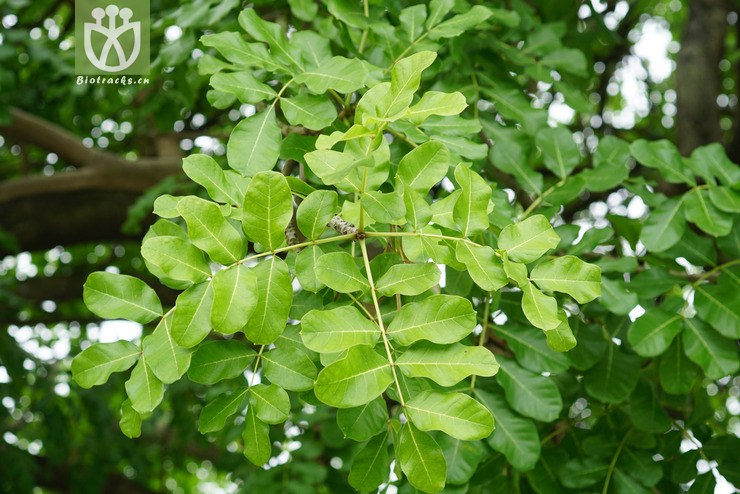 吊瓜树 kigelia africana (lam.) benth. (2).