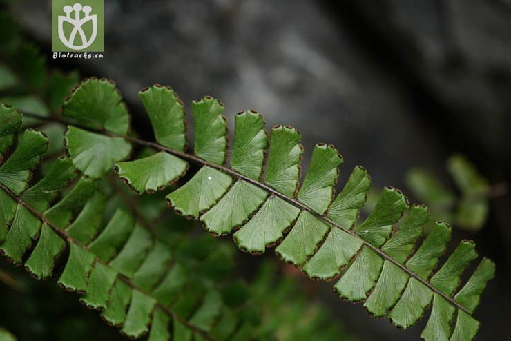 假鞭叶铁线蕨(adiantum malesianum) (2).