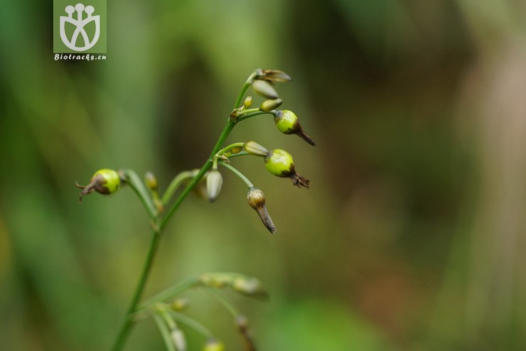 山菅(dianella ensifolia.jpg 相邻时间拍摄的照片 张