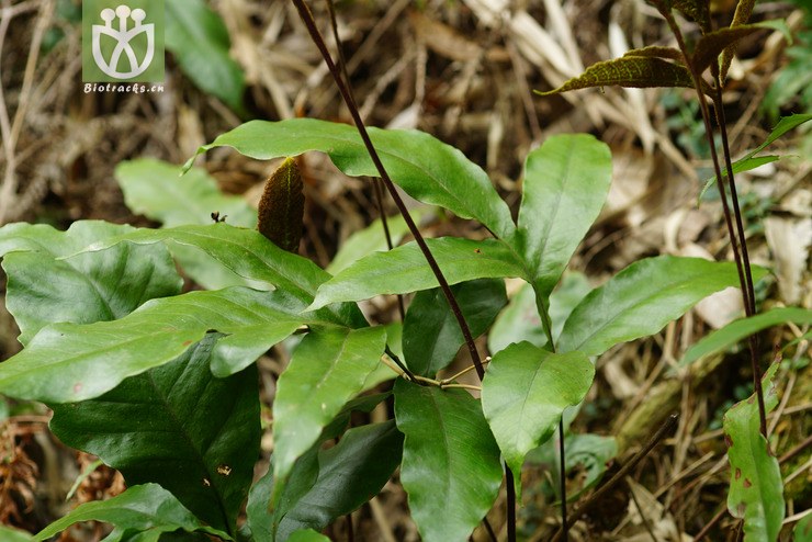 100% 沙皮蕨(hemigramma decurrens) (7).