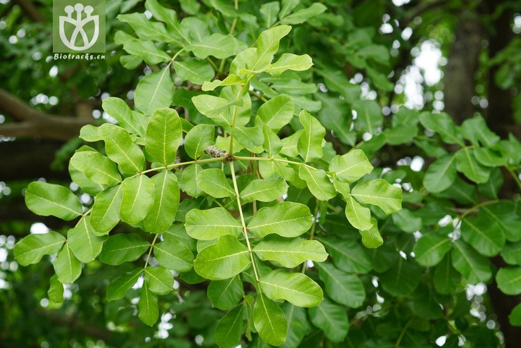图片信息-kingdonia-植物云数据