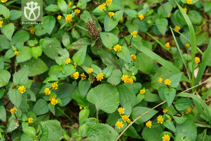 金鈕釦(spilanthes paniculata) (5).jpg 相鄰時間拍攝的照片 張