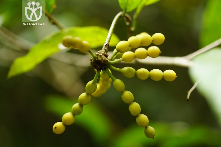 假鹰爪(desmos chinensis) (13).jpg 相邻时间拍摄的照片      张