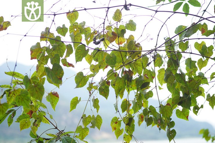 葛藟葡萄(vitis flexuosa) (1).jpg