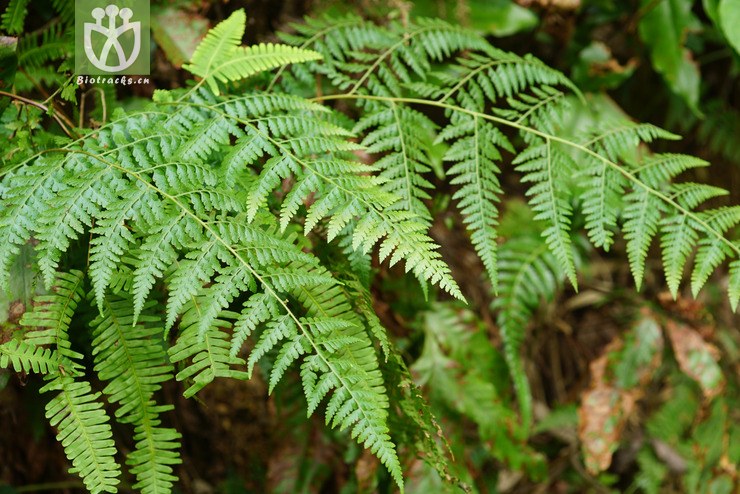 华南鳞盖蕨(microlepia hancei) (3).jpg 相邻时间拍摄的照片      张