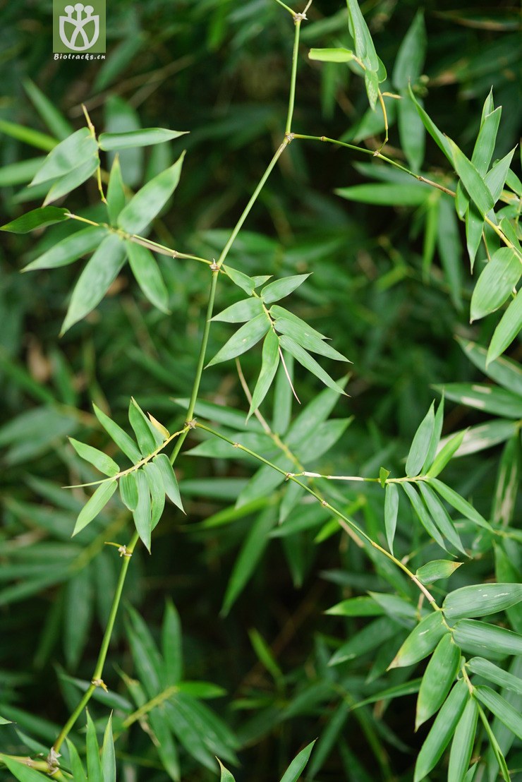 小簕竹(bambusa flexuosa) (4).jpg 相邻时间拍摄的照片     张