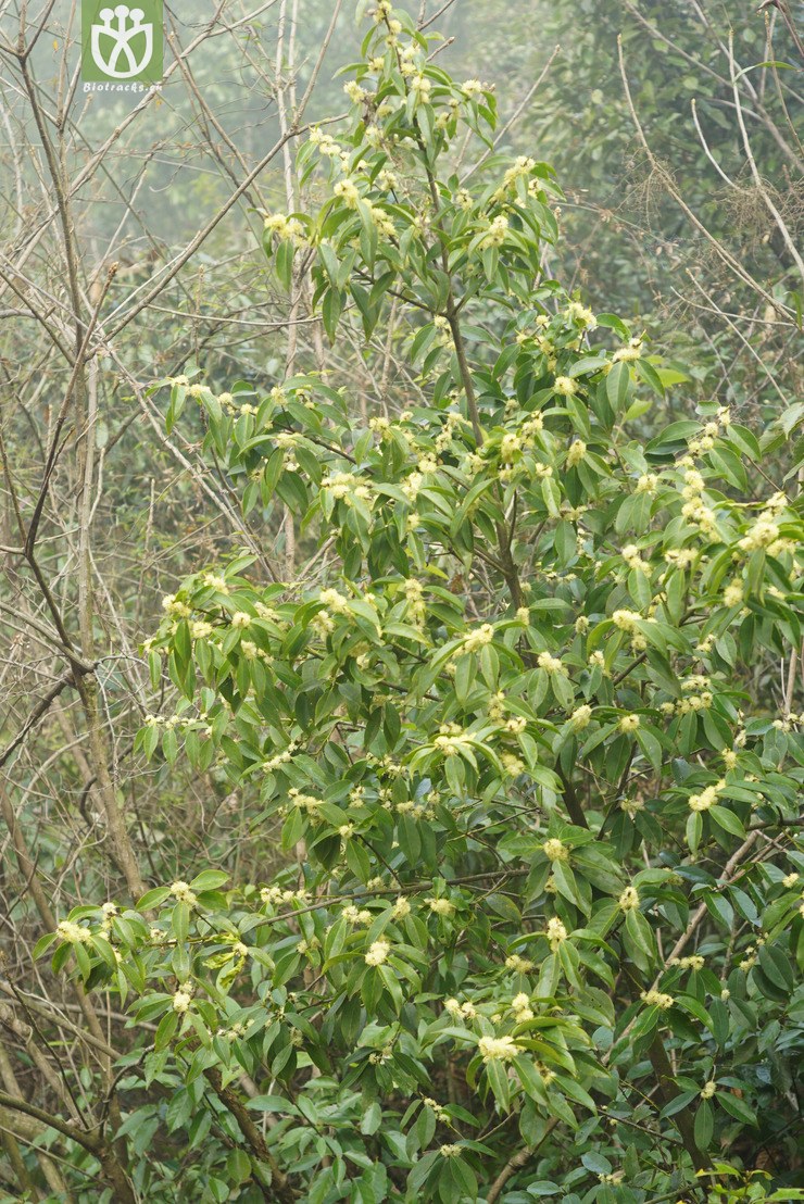 光亮山矾(symplocos lucida) (8).jpg