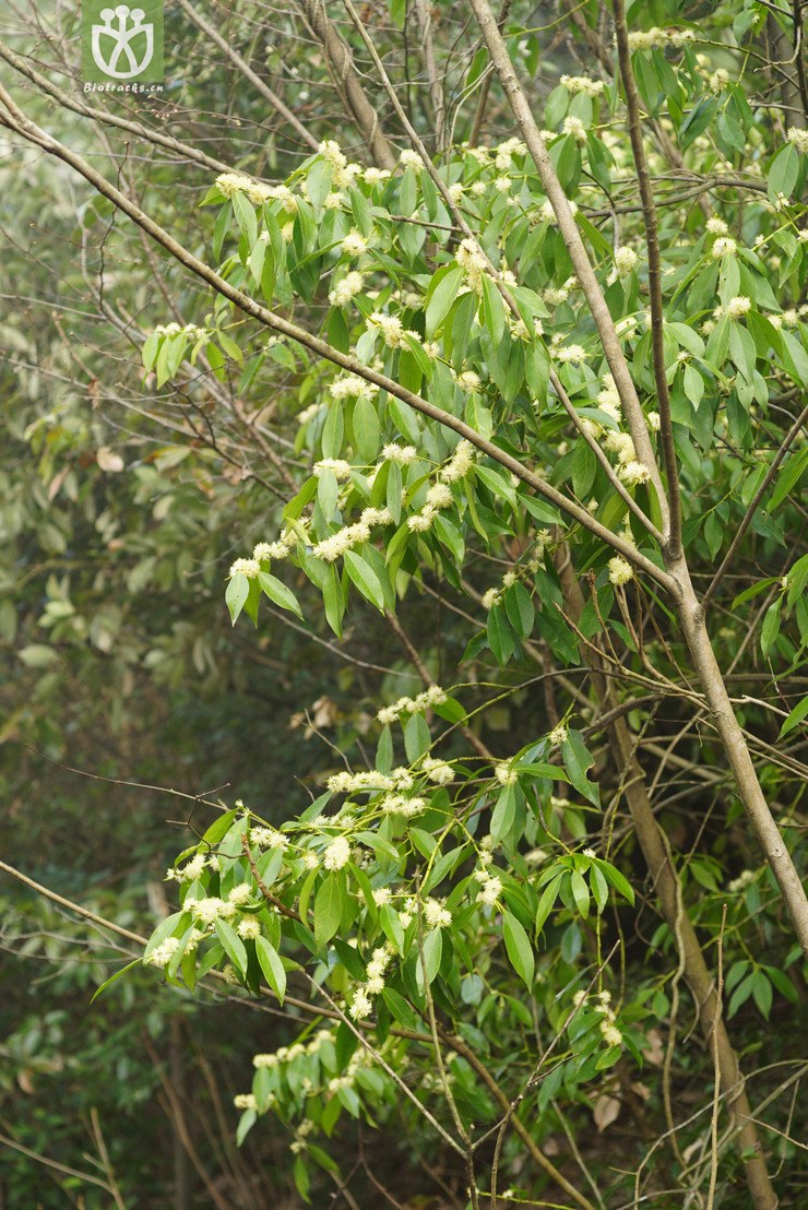 光亮山矾(symplocos lucida) (3).jpg