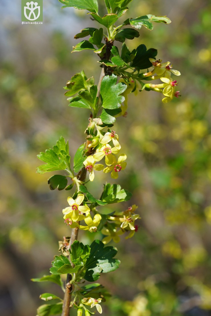 香茶藨子(ribes odoratum(9.jpg 相邻时间拍摄的照片 张